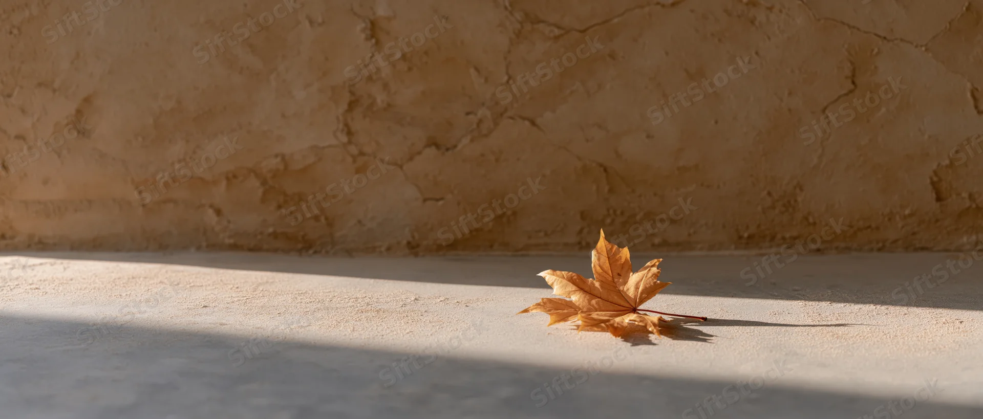 Dried maple leaf resting on smooth concrete ground beside a textured wall in sunlight