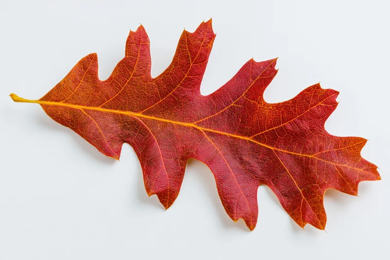 Single red oak leaf with visible veins lying flat on white surface