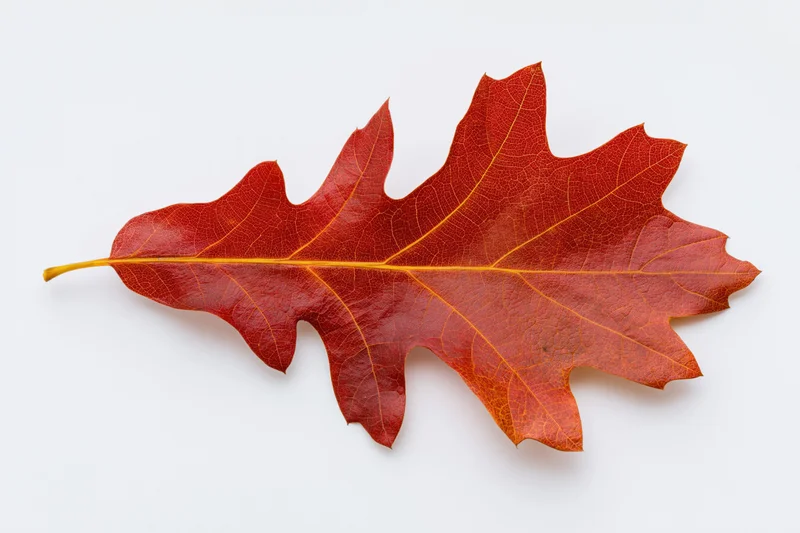 Single red oak leaf with visible veins on white background