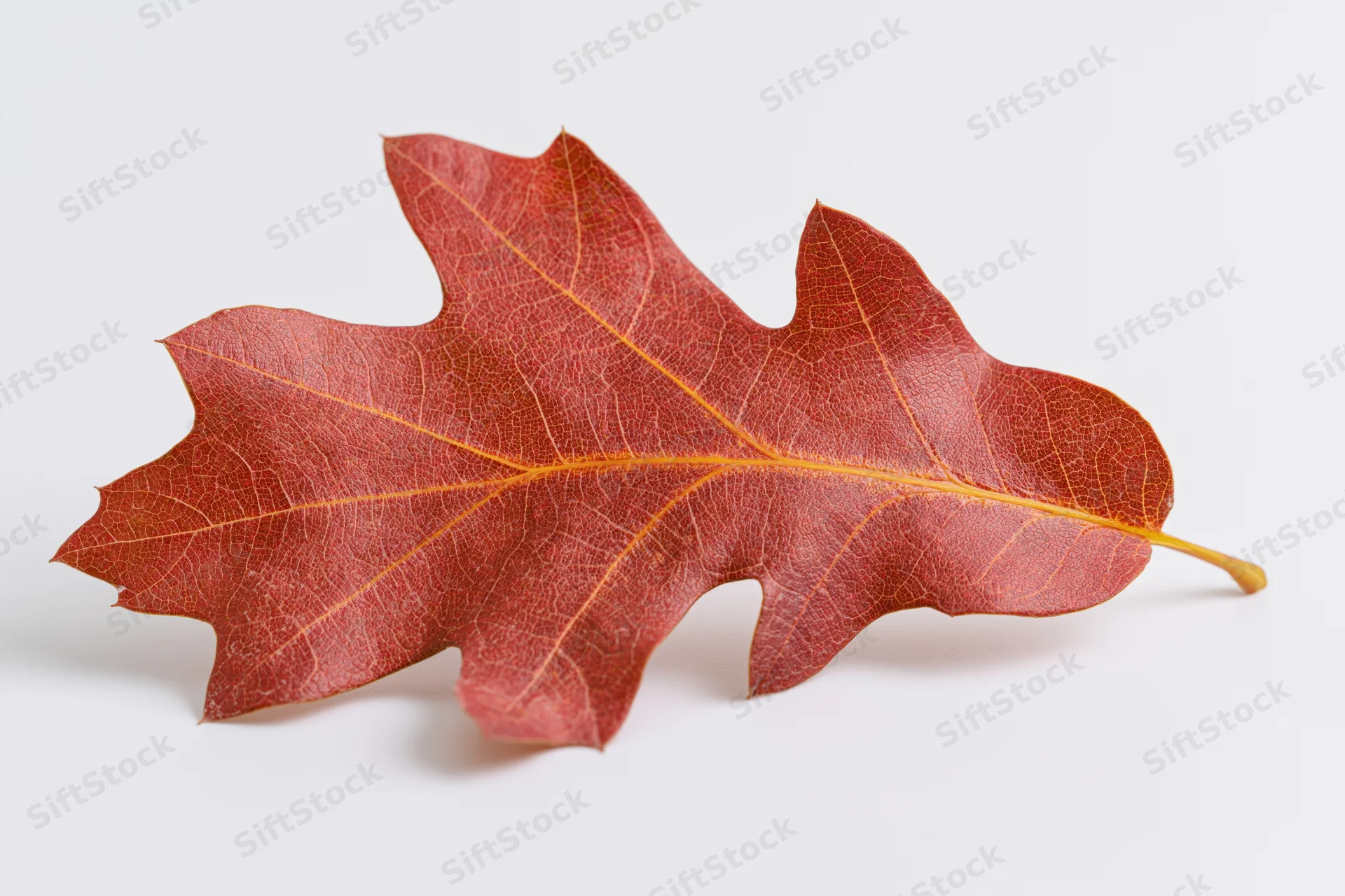 Red oak leaf lying flat on white surface