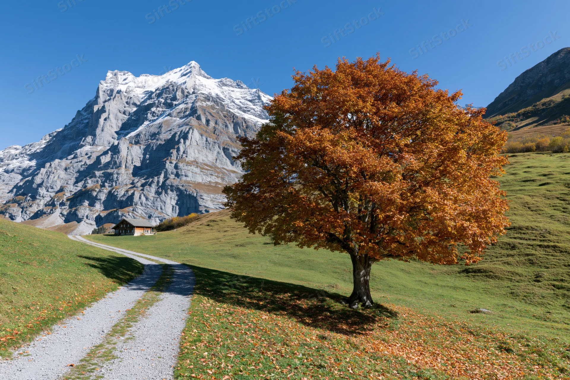 Large deciduous tree in full autumn color beside a gravel path in a mountain valley with snow-capped peaks in the background