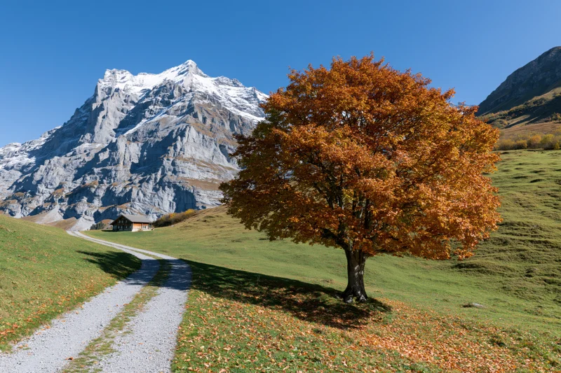 Large deciduous tree in full autumn color beside a gravel path in a mountain valley with snow-capped peaks in the background