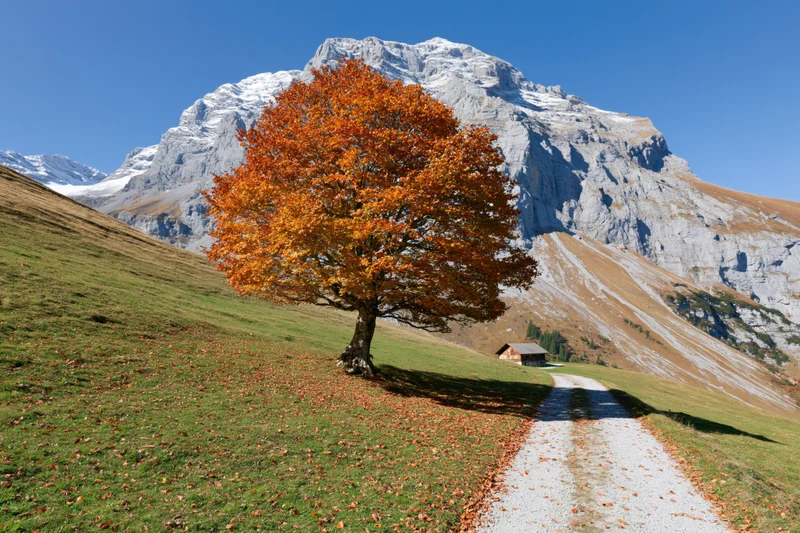 Solitary orange tree in autumn on a grassy slope beside a gravel path leading toward snow-capped mountains