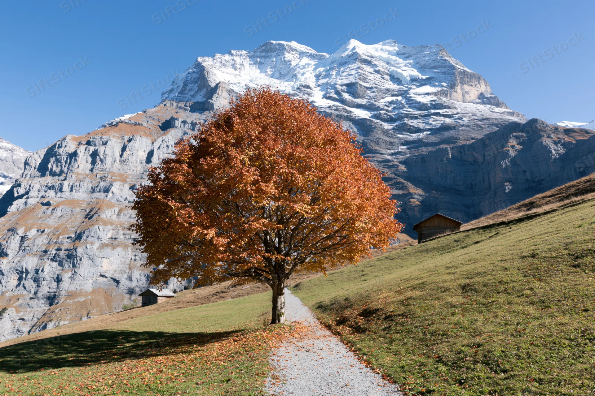 Large deciduous tree in full autumn color stands beside a gravel path on a grassy hill with snow-capped mountains in the background