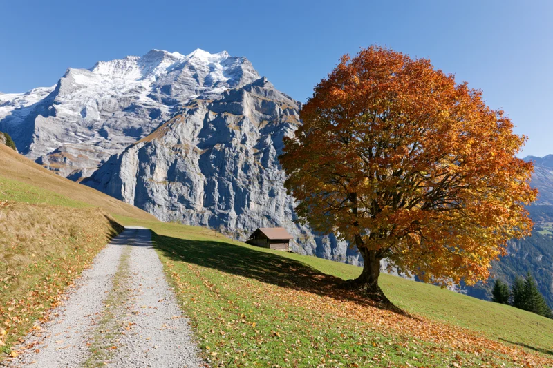 Large deciduous tree in full autumn color on a grassy hillside with a gravel path leading toward snow-capped mountains under a clear blue sky