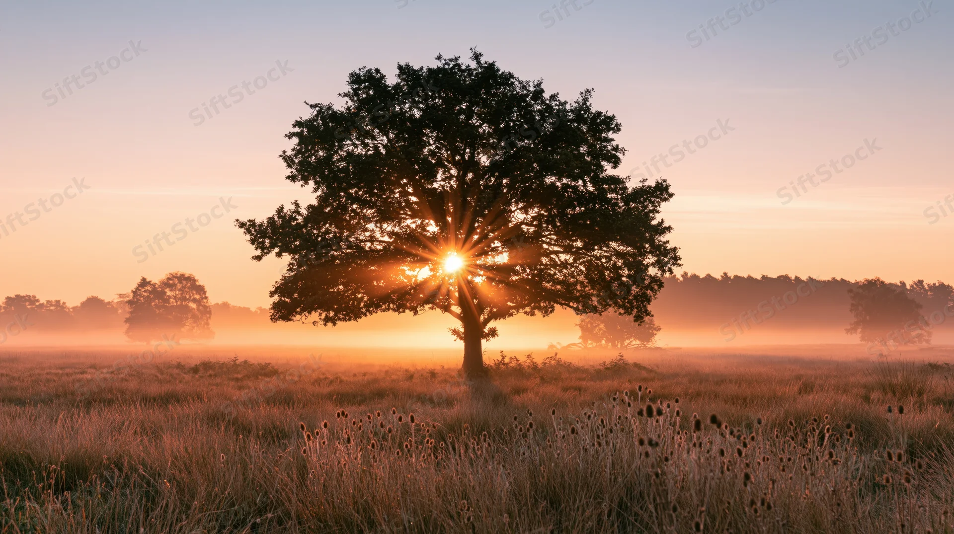 Solitary tree silhouetted against sunrise in misty meadow