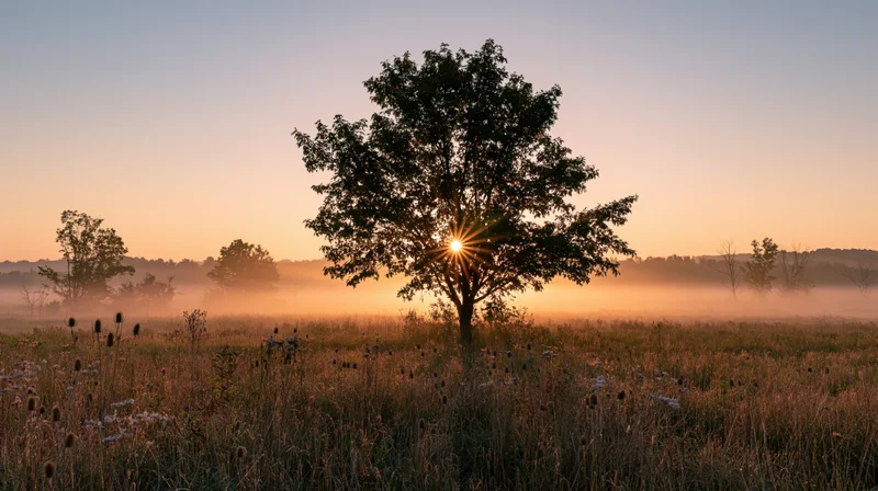 Solitary tree silhouetted against sunrise in misty meadow