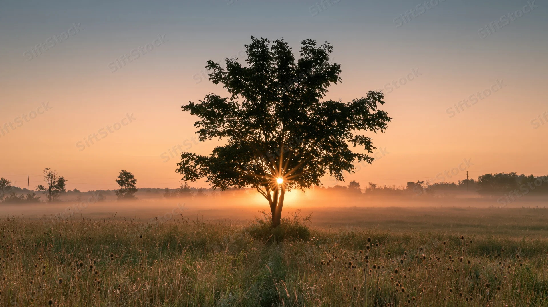 Solitary tree silhouetted against sunrise in misty meadow