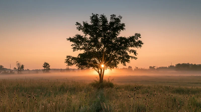 Solitary tree silhouetted against sunrise in misty meadow