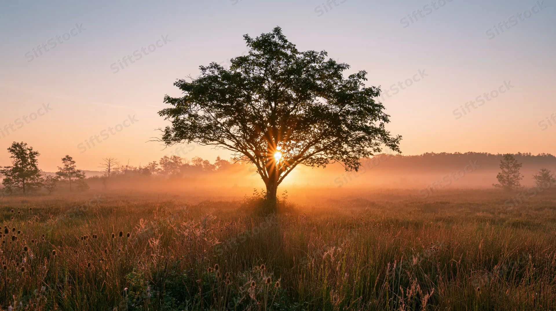 Solitary tree silhouetted against sunrise in misty meadow