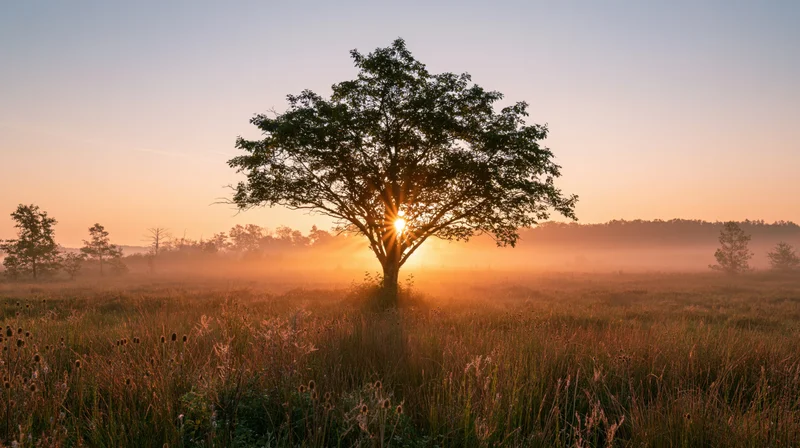 Solitary tree silhouetted against sunrise in misty meadow