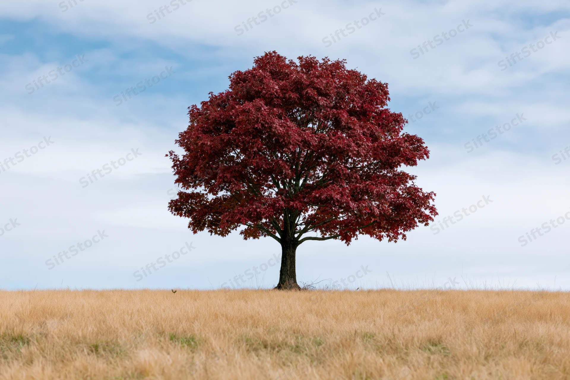 Solitary tree with full red canopy standing in a golden grass field under a cloudy sky