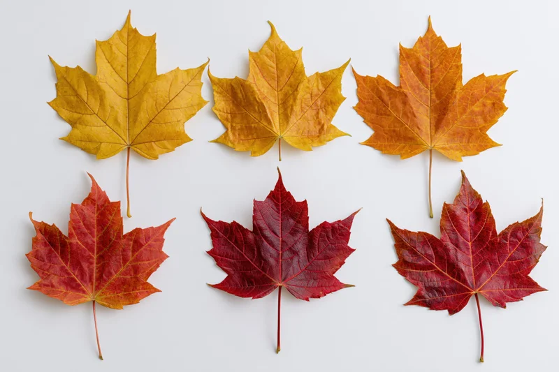 Six maple leaves in autumn colors arranged in two rows on a white surface