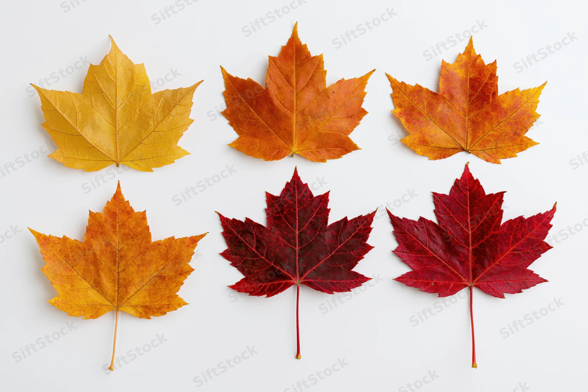 Six maple leaves in autumn colors arranged in two rows on white background
