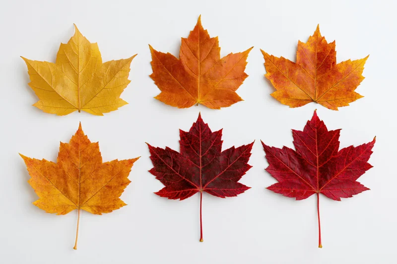 Six maple leaves in autumn colors arranged in two rows on white background