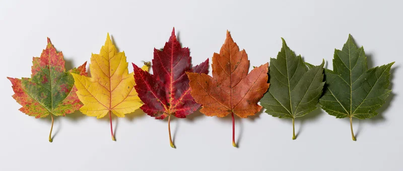 Six maple leaves arranged in a horizontal row on a white background showing color transition from green to red and yellow