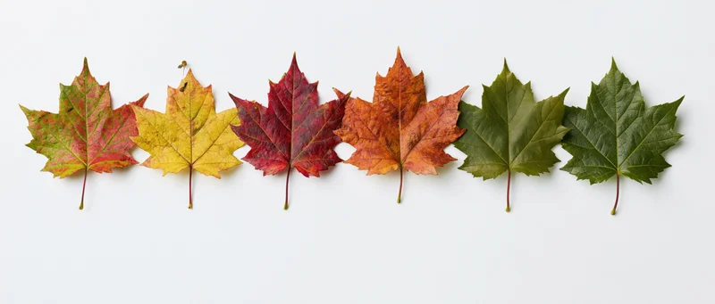 Six maple leaves arranged in a horizontal row on a white background showing color transition from green to red and orange