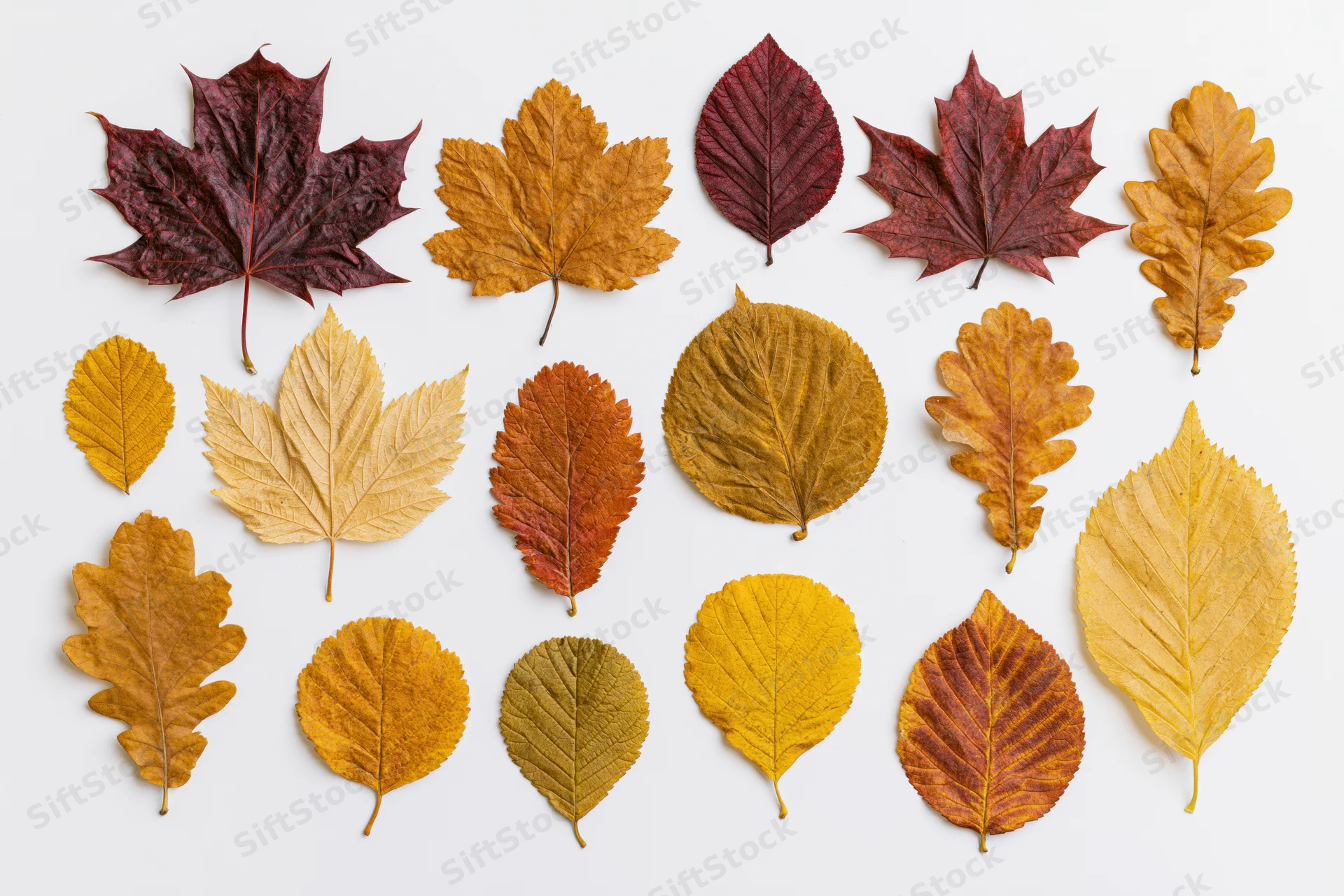 Sixteen assorted autumn leaves arranged in a loose grid pattern on white background