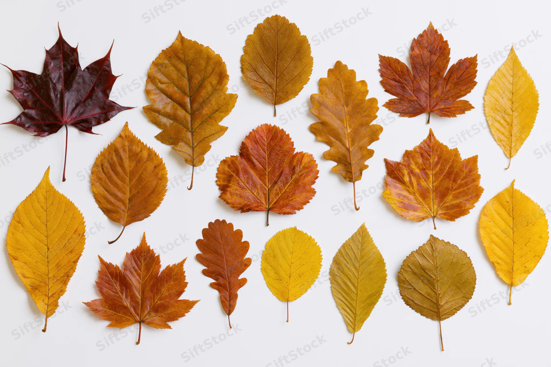 Sixteen assorted autumn leaves arranged in a loose grid pattern on white background