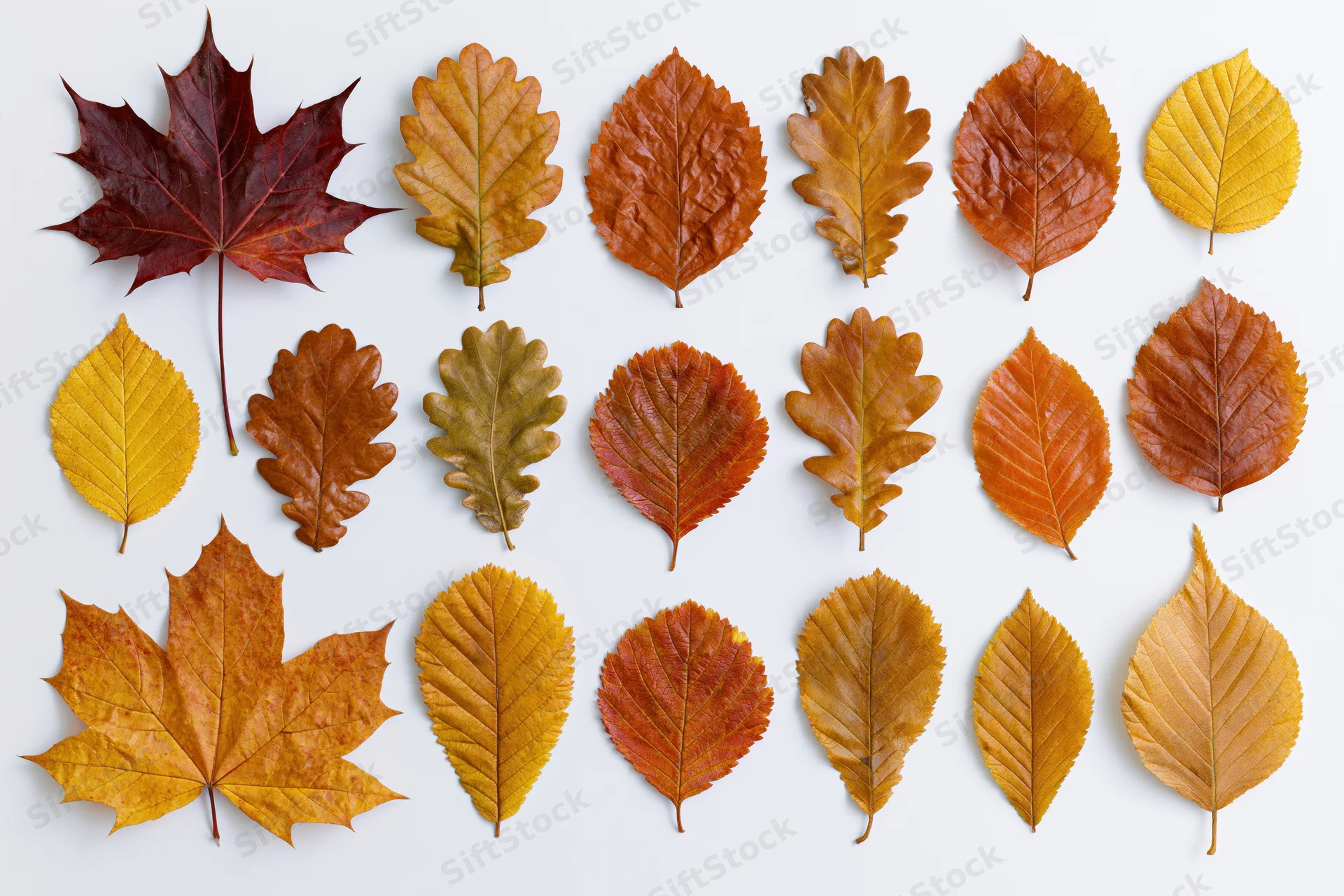 Sixteen assorted autumn leaves arranged in a loose grid pattern on white background
