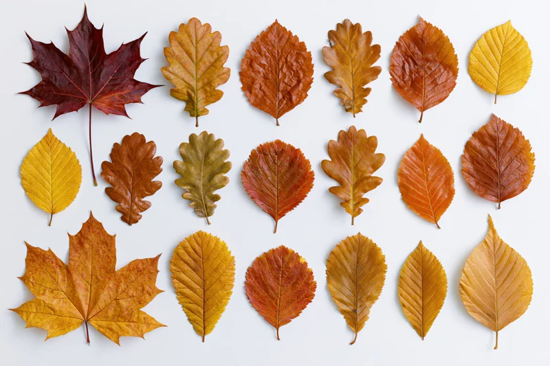 Sixteen assorted autumn leaves arranged in a loose grid pattern on white background
