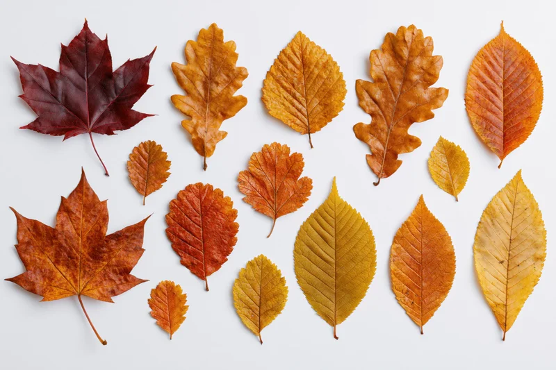 Sixteen assorted autumn leaves arranged in a loose grid pattern on white background
