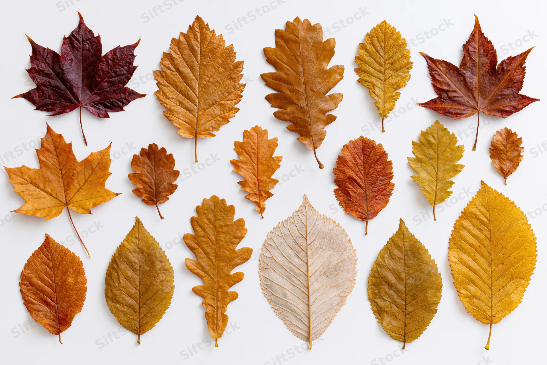 Sixteen assorted autumn leaves arranged in a loose grid pattern on white background