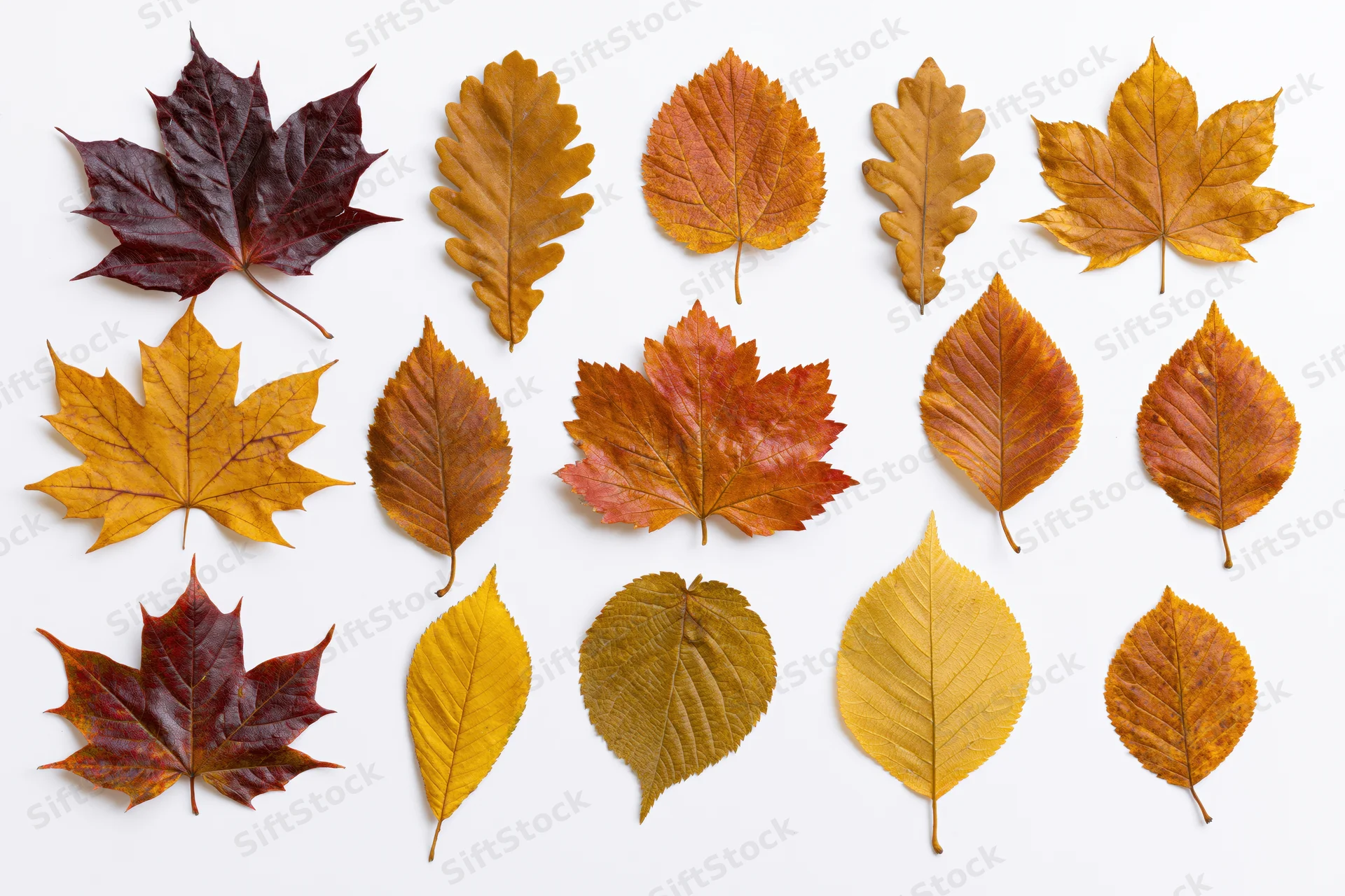Sixteen assorted autumn leaves arranged in a loose grid pattern on white background