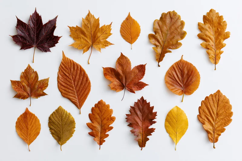 Sixteen assorted autumn leaves arranged in a loose grid pattern on white background