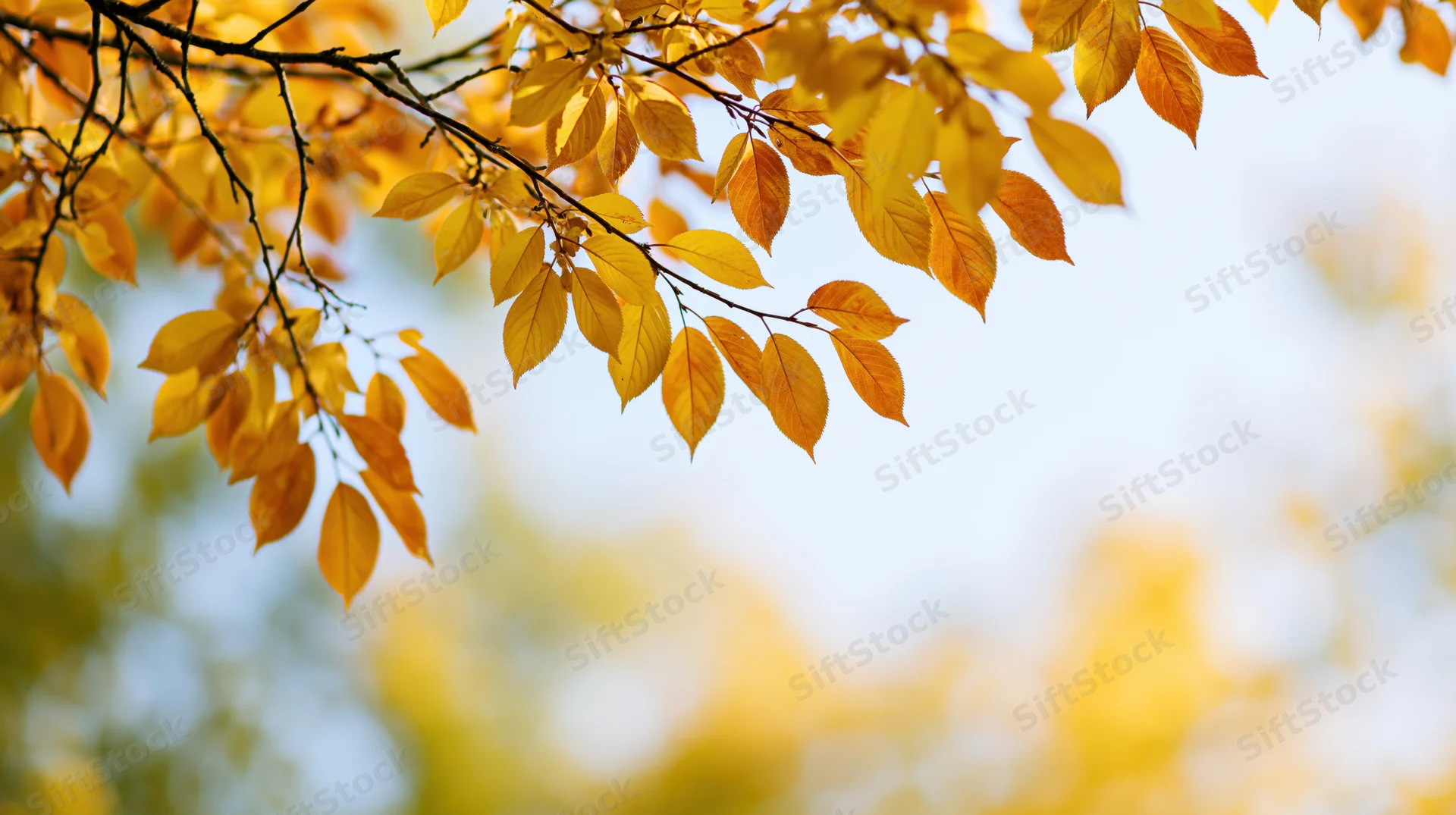 Golden autumn leaves on slender branches against a soft blue sky with bokeh background