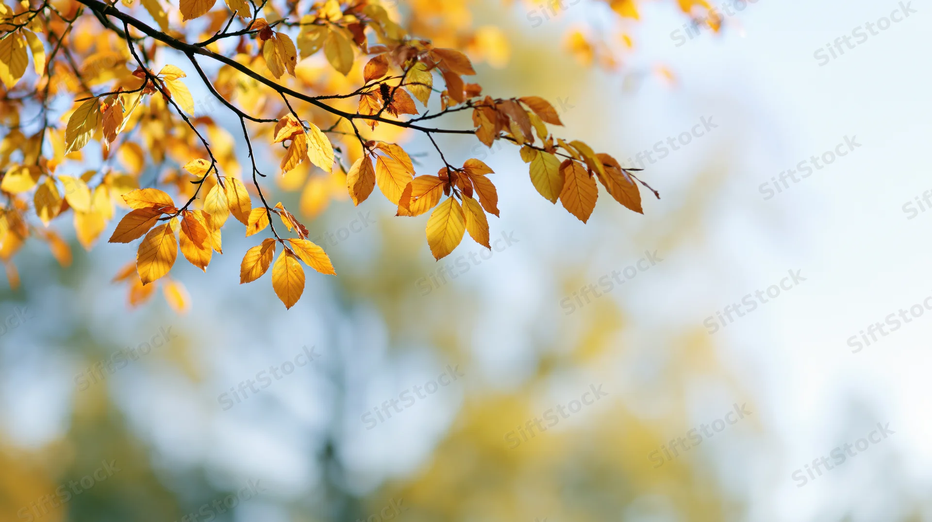 Golden autumn leaves on slender branches against a soft blue sky background