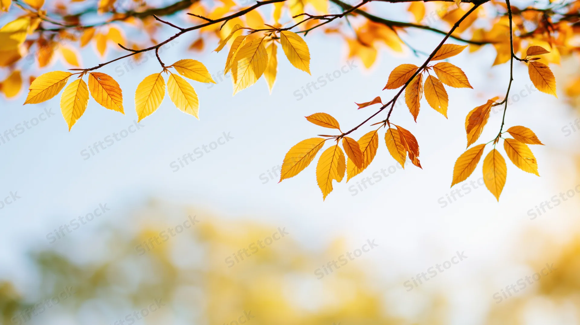 Golden autumn leaves on slender branches against a soft blue sky with blurred background