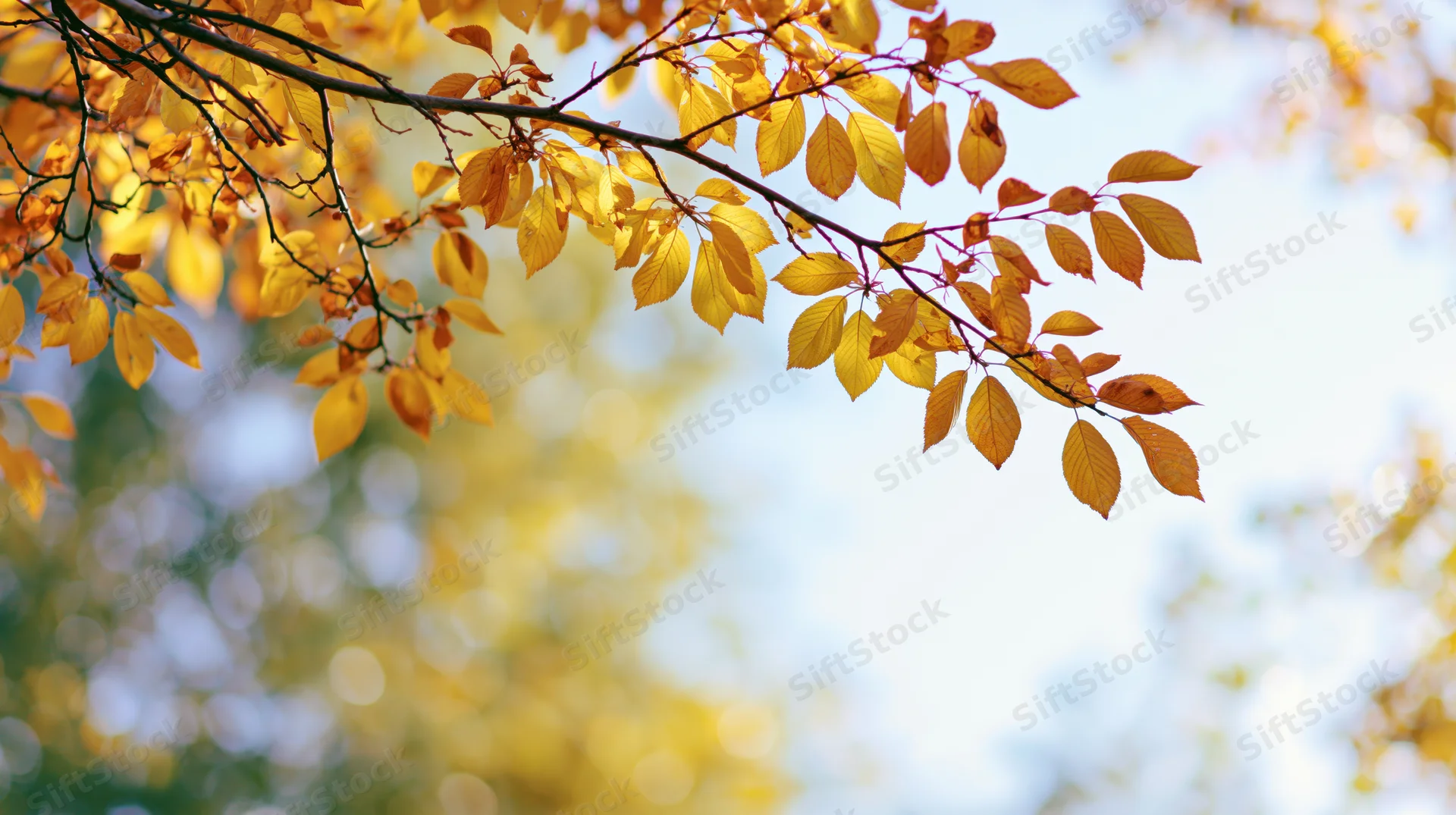 Golden autumn leaves on slender branches against a bright sky with soft bokeh background