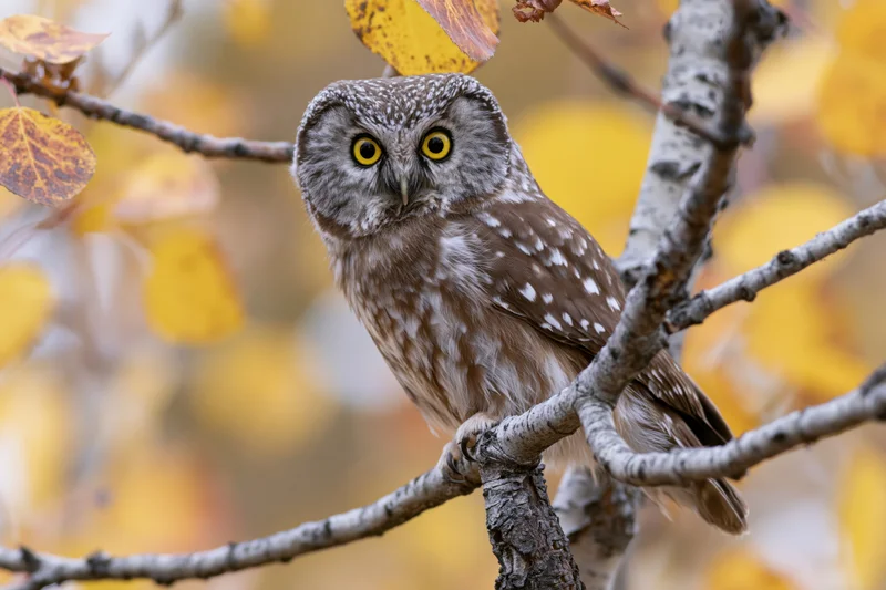 Small owl perched on a bare tree branch in autumn foliage