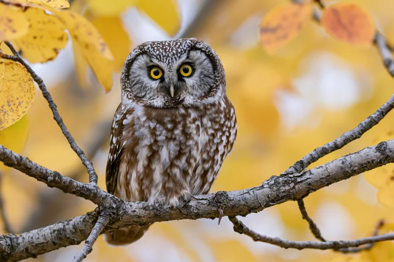 Boreal owl perched on a tree branch surrounded by yellow autumn leaves