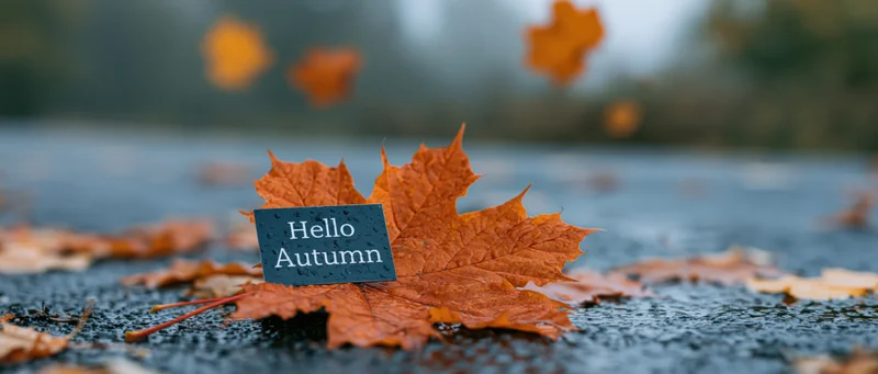 Orange maple leaf on wet pavement with small dark sign reading hello autumn, surrounded by fallen leaves and blurred foliage in background