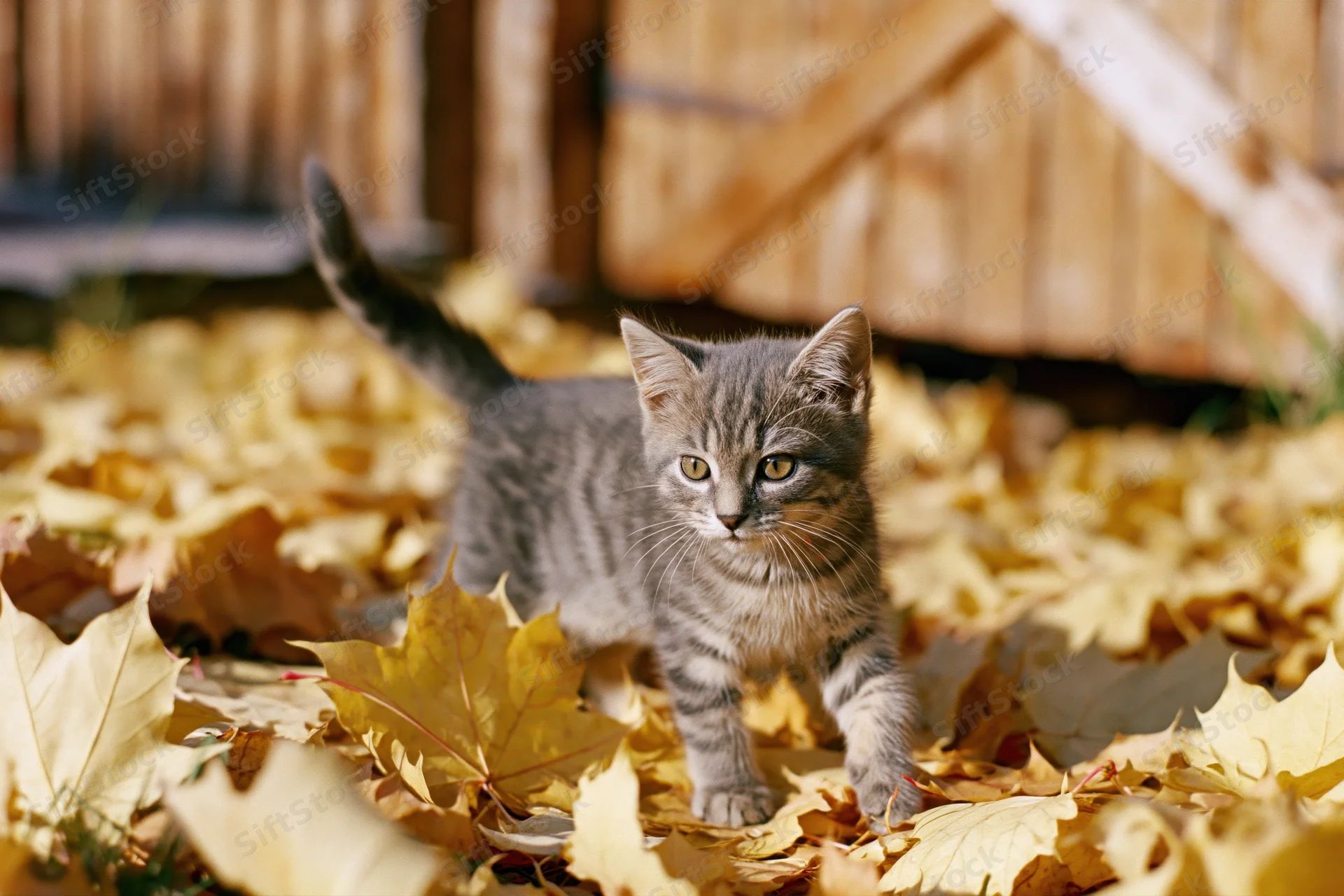 Small grey tabby kitten standing alert in a pile of fallen yellow leaves in a backyard garden