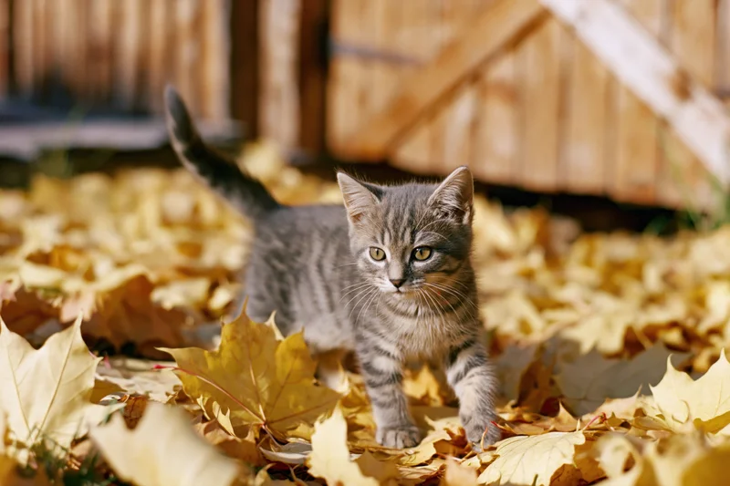 Small grey tabby kitten standing alert in a pile of fallen yellow leaves in a backyard garden