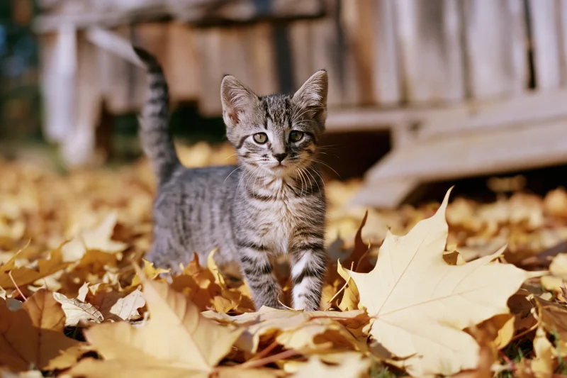 Small gray tabby kitten standing alert in a pile of fallen autumn leaves outdoors