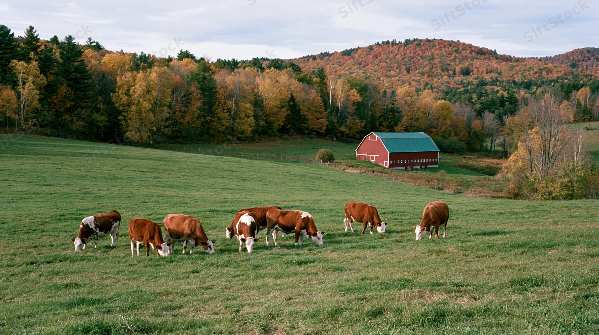 Hereford cattle grazing in a green pasture with a red barn and autumn trees in the background