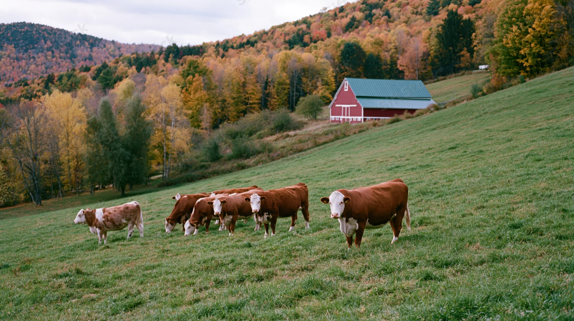 Hereford cattle grazing in a grassy pasture with a red barn and autumn trees on a hillside