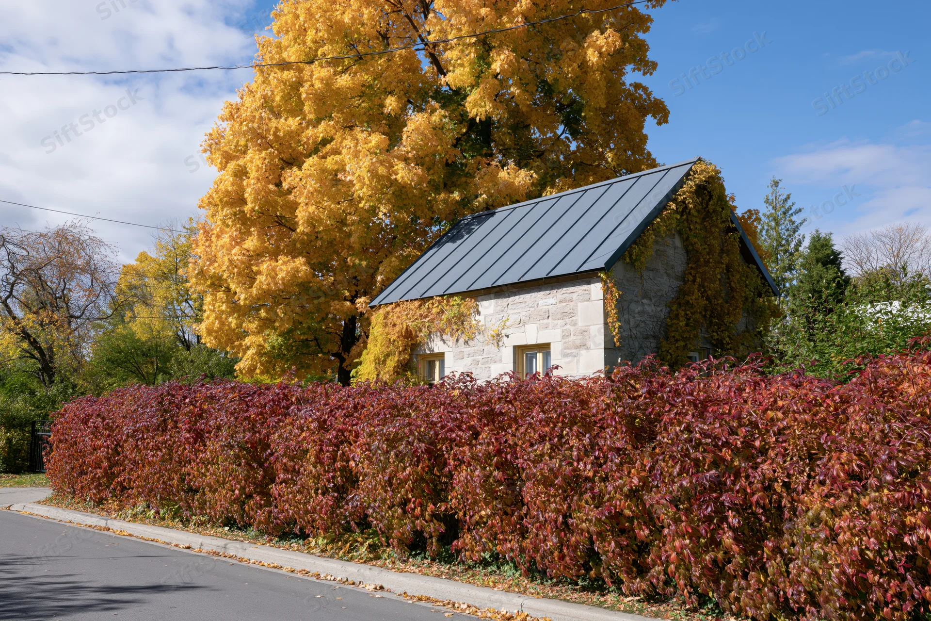 Stone cottage with ivy-covered walls and slate roof surrounded by autumn foliage and red hedge along a street