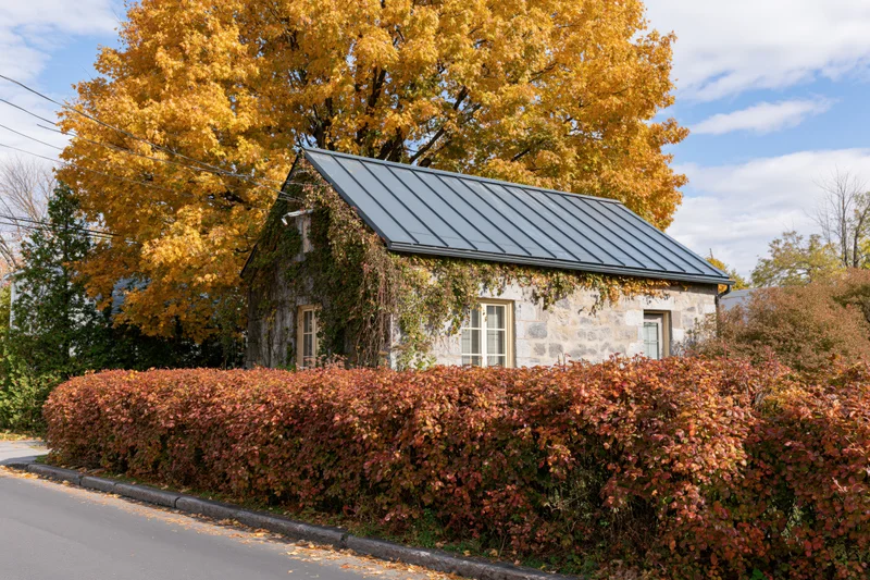 Stone cottage with ivy-covered walls and slate roof surrounded by autumn foliage and red hedge along a street