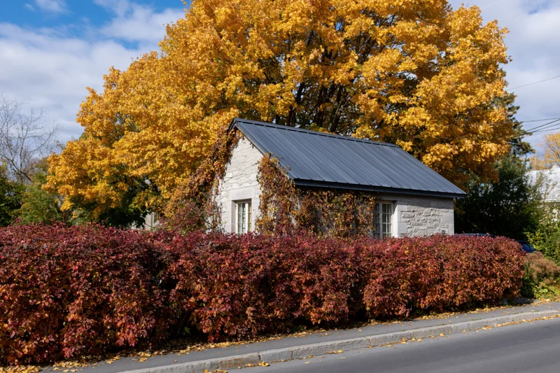 Small stone cottage with ivy-covered walls and slate roof surrounded by autumn trees and red hedge along a street