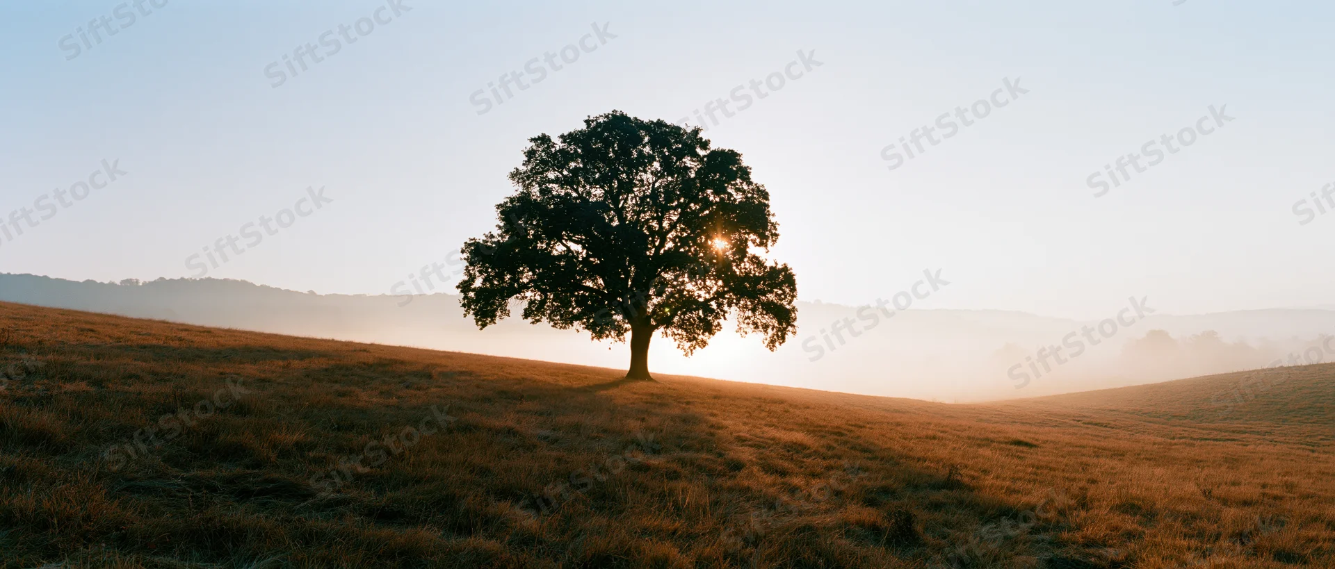 Solitary oak tree silhouetted against sunrise in a misty meadow on a gentle hill