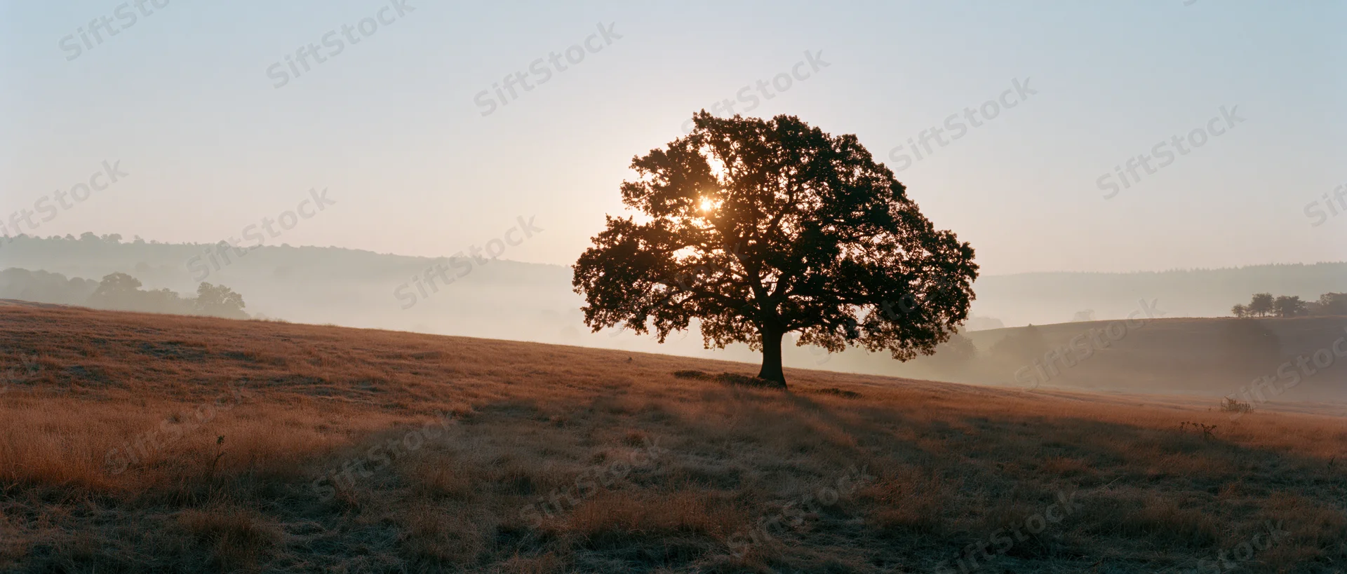 Solitary oak tree silhouetted against sunrise in a misty meadow