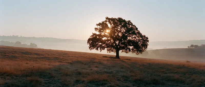 Solitary oak tree silhouetted against sunrise in a misty meadow