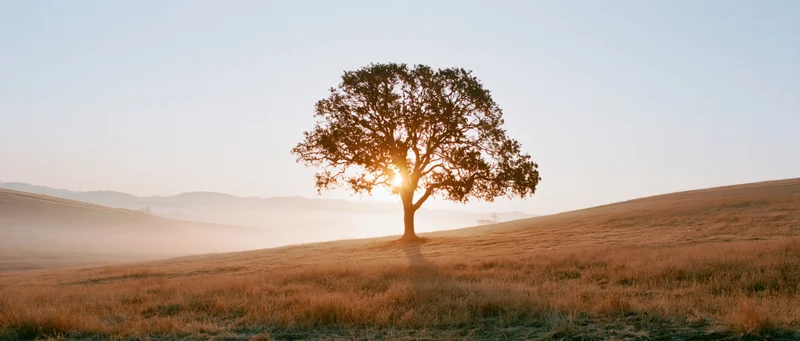 Solitary oak tree silhouetted against sunrise in a gently sloping meadow