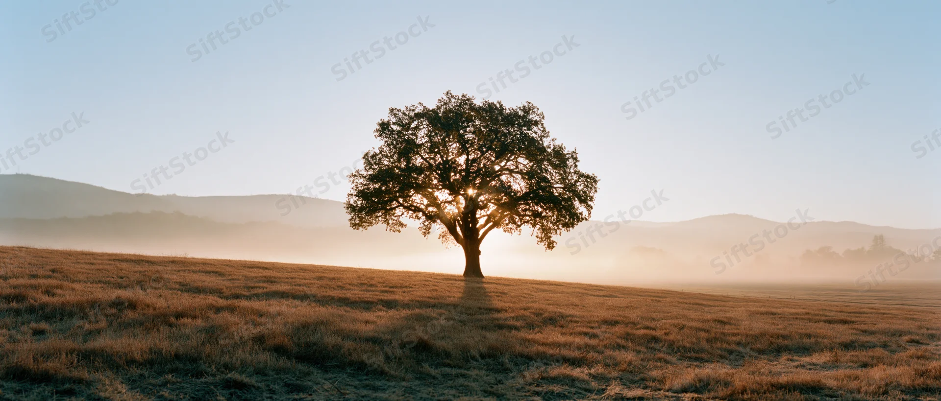 Solitary oak tree standing in a grassy meadow at sunrise with misty hills in the background