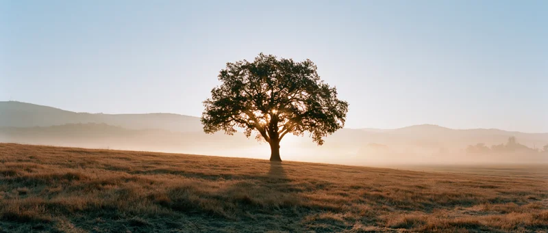 Solitary oak tree standing in a grassy meadow at sunrise with misty hills in the background